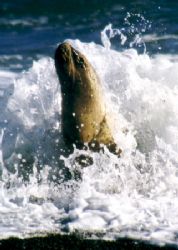 Australian Seal , Seal Bay - Kangaroo Island (South Austr... by Ralf Levc 